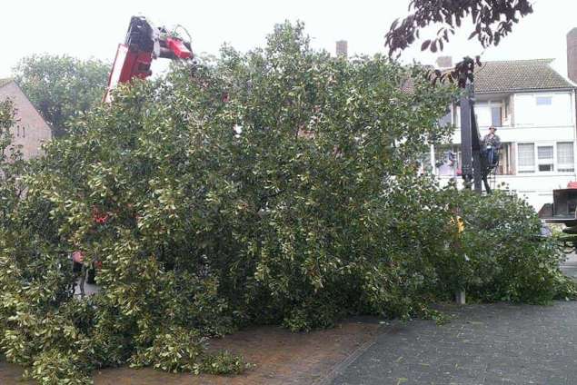 Bomen en takken versnipperen in Bergen op zoom het opruimen van een elzen boom